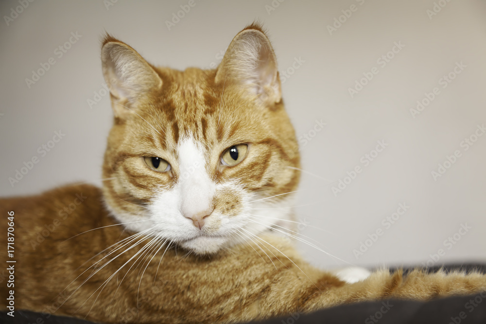 Ginger cat staring at something