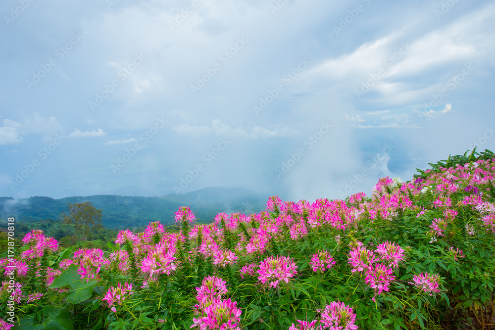 Bouquet, Dusk, Flower, Front or Back Yard, Plant Bouquet, Dusk, Flower, Front or Back Yard, Plant
