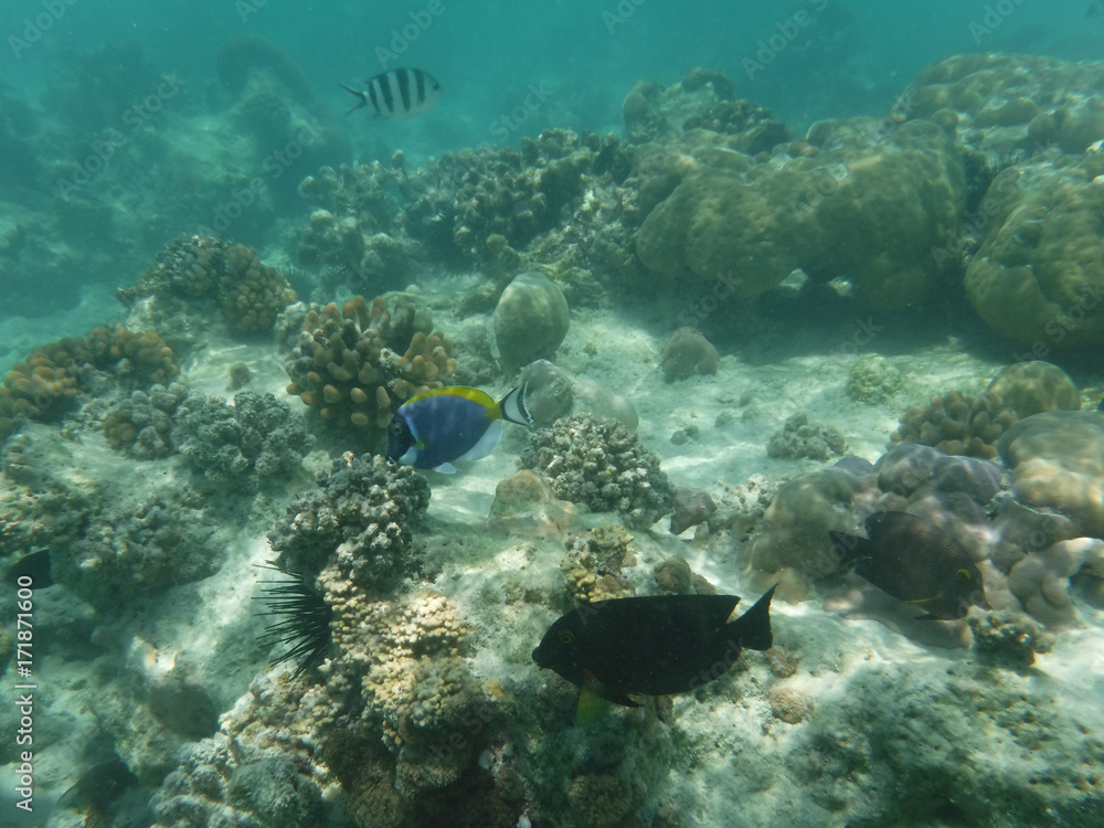 Fototapeta premium Mnemba Atoll, Sansibar 3