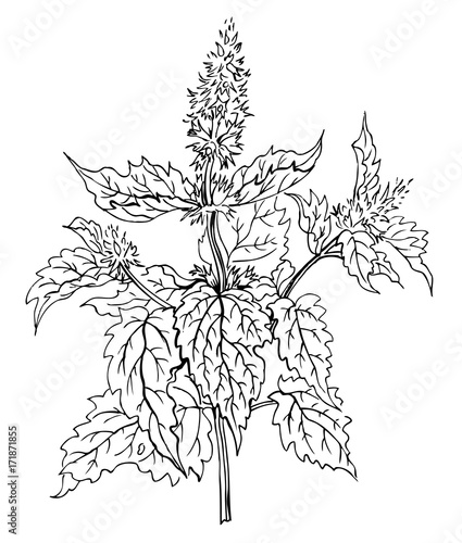 Plant mint, contour hand drawing.