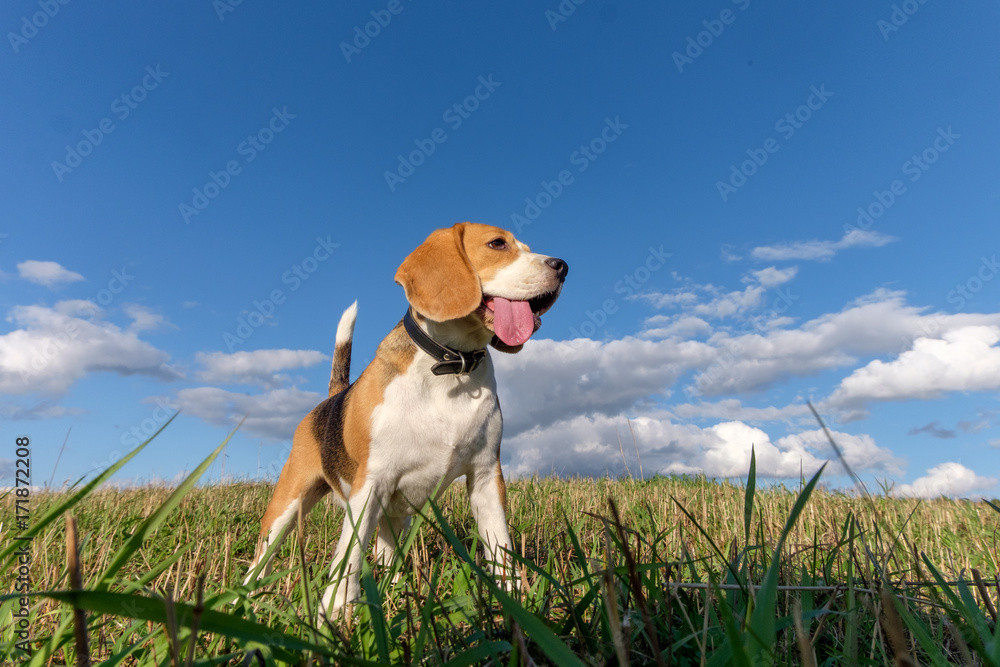 Portrait of Beagle dog against white clouds Portrait of Beagle dog against white clouds