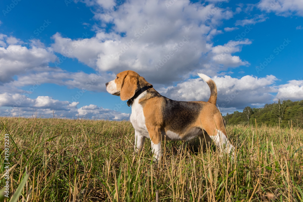 Portrait of Beagle dog against white clouds