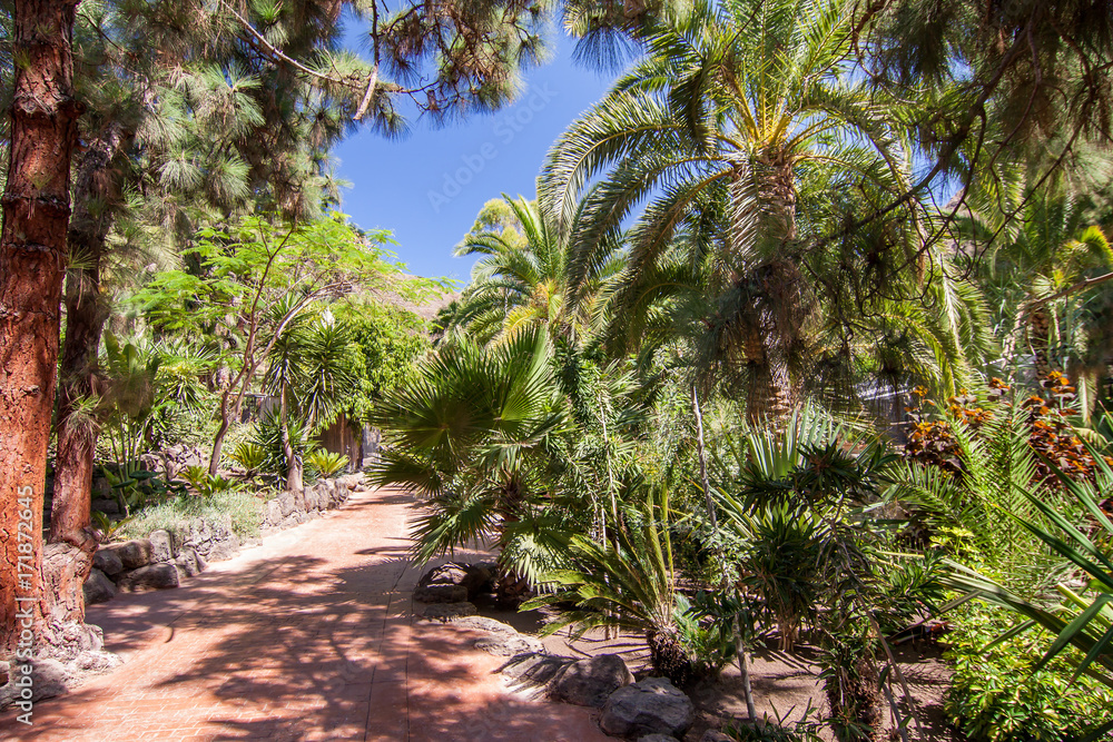 Obraz premium Palmen im Park während eines Sommertages