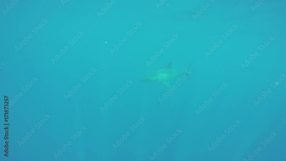 Great white shark swims in open blue ocean Great white shark swims in open blue ocean