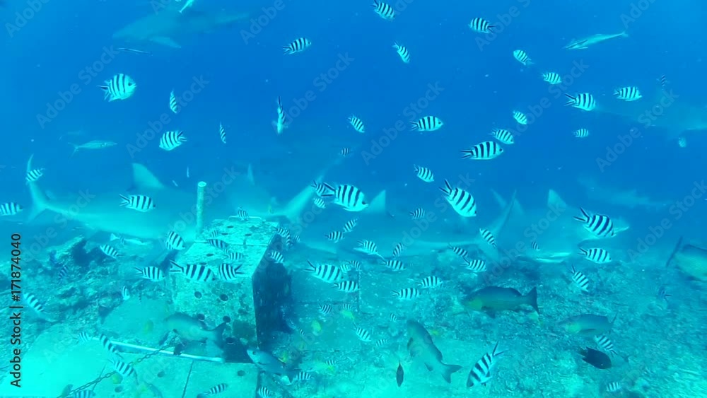 Shark swims near bait cage in Fiji, POV Shark swims near bait cage in Fiji, POV