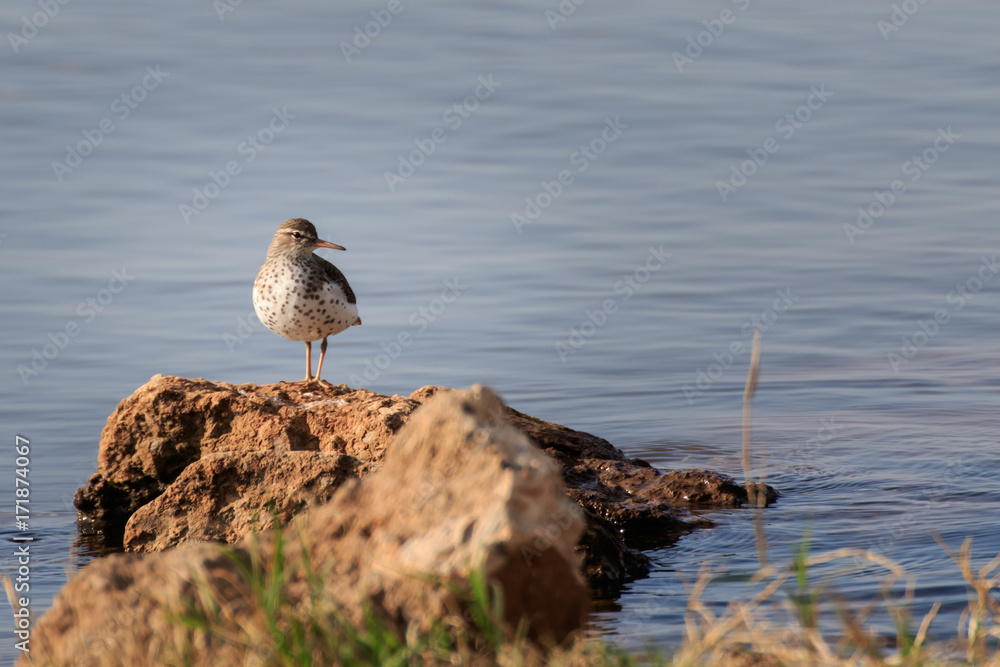 A Little Spotted Sandpiper Sits on a Lakeside Rock A Little Spotted Sandpiper Sits on a Lakeside Rock
