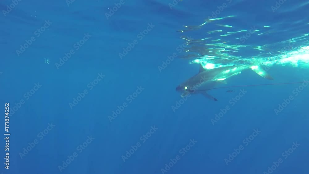 Great white shark takes bait off rope, Fiji Great white shark takes bait off rope, Fiji