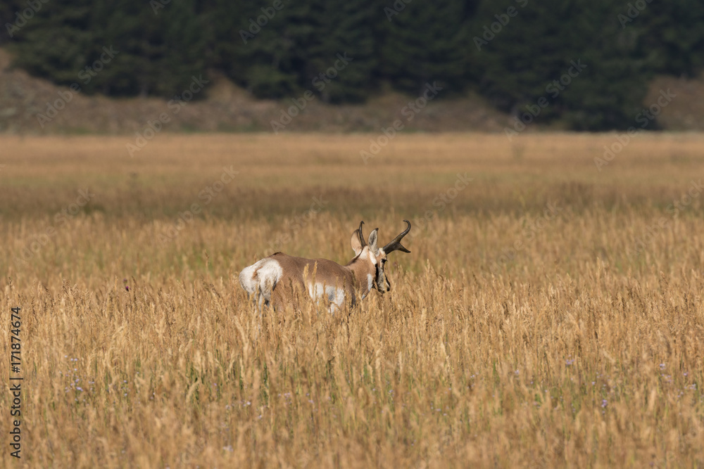Pronghorn Antelope Buck in Wyoming Pronghorn Antelope Buck in Wyoming