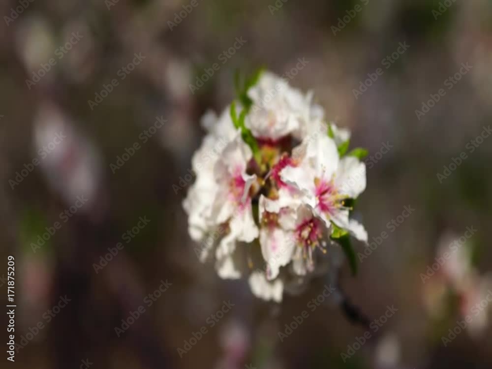 Pink cherry flowers blooming in springtime swining in the wind Pink cherry flowers blooming in springtime swining in the wind