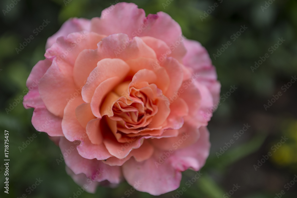 Rose 01 Rose 01