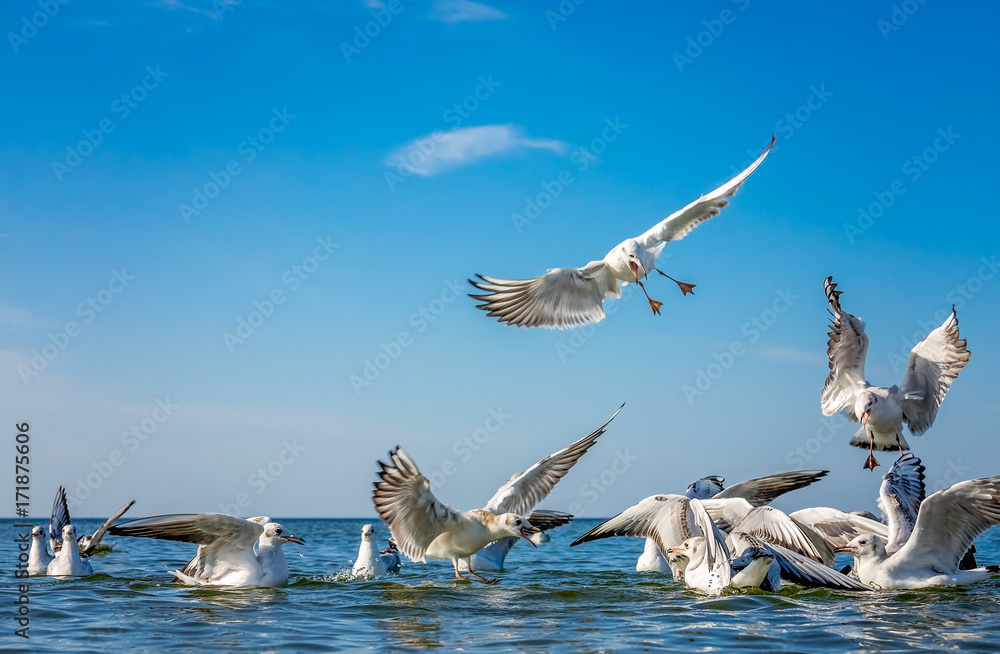 Fototapeta premium Seagulls fighting for bread pieces