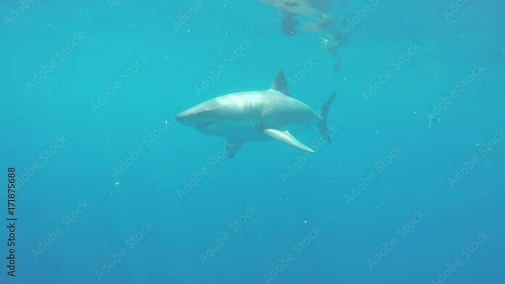 Great white shark swims by lured bait, Fiji Great white shark swims by lured bait, Fiji