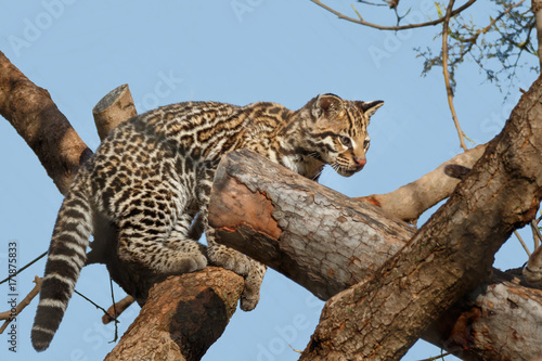 Fotografie Ocelot Cub
