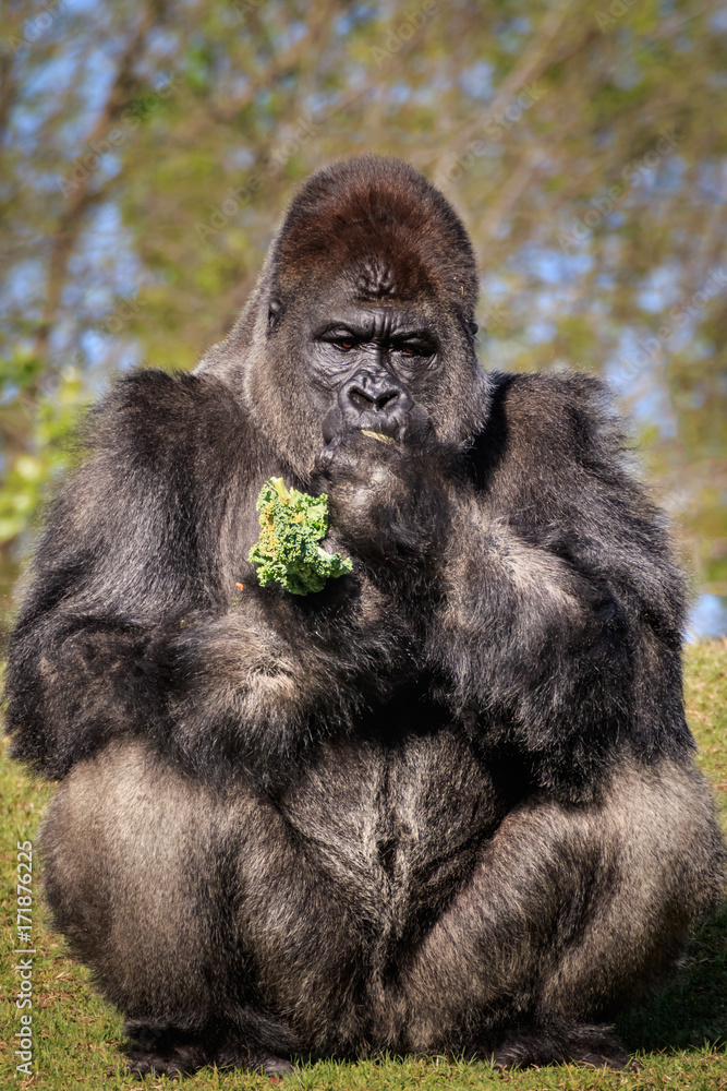 Fototapeta premium Stern Silverback Sitting on a Hillside