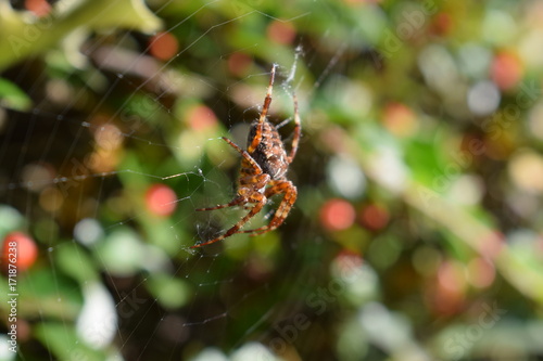 Spider macro photo © Kim de Been