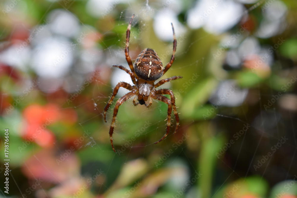 Spider macro photo Spider macro photo