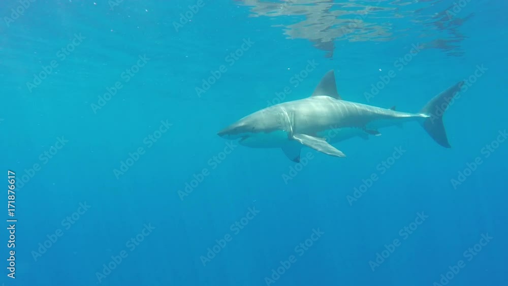 POV, great white swims after bait line POV, great white swims after bait line