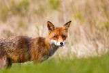 Red fox near HIrtshals