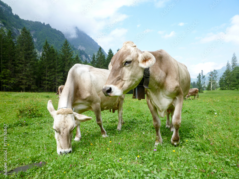 Brown cows in the alpine meadow at Engelberg