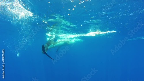 Fiji, great white shark misses bait