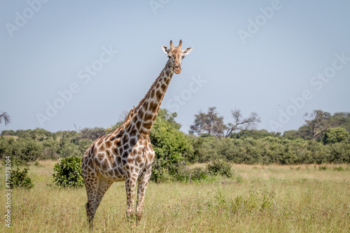 Giraffe starring at the camera.