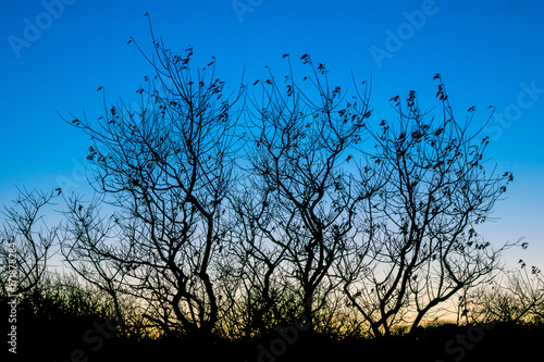 tree silhouette at sunset