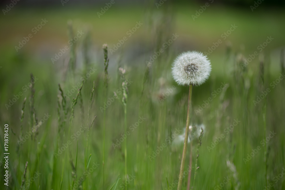 dandelion in a meadow