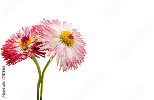 daisy flower isolated