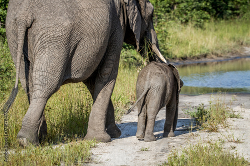 Mother and baby Elephant walking away.