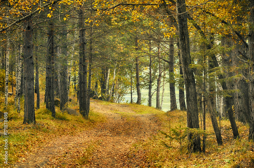 лес осень © Александр Кузнецов