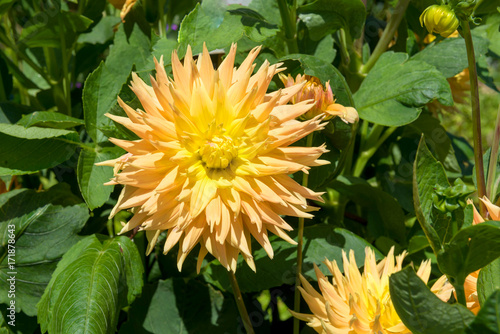 Fototapeta Naklejka Na Ścianę i Meble -  Dahlias

