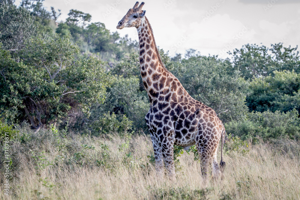 Giraffe standing in the grass. Giraffe standing in the grass.