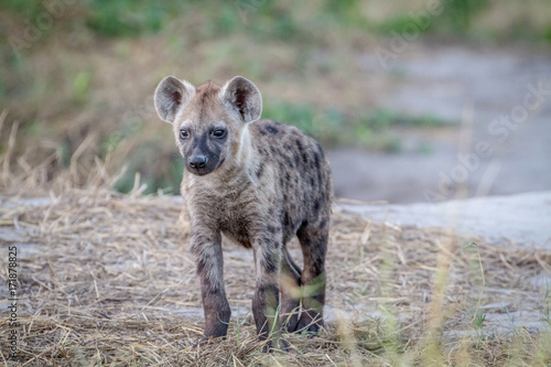 Young Spotted hyena starring at the camera.