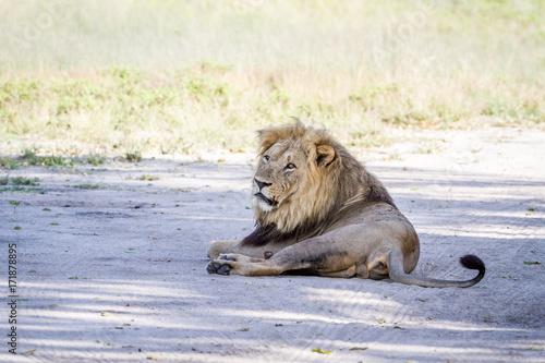 Big male Lion laying on the road.