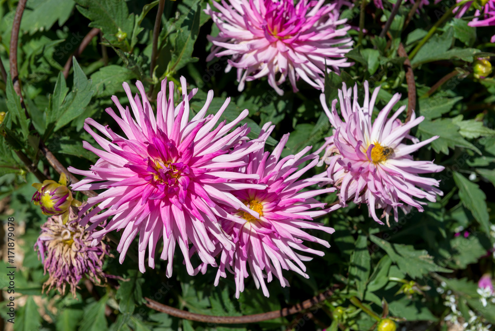 Dahlias
Dahlias