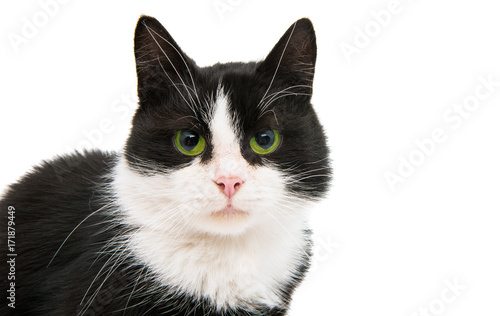 Fototapeta Naklejka Na Ścianę i Meble -  black and white cat isolated