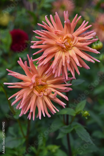 Fototapeta Naklejka Na Ścianę i Meble -  Dahlia cactus rose en été au jardin