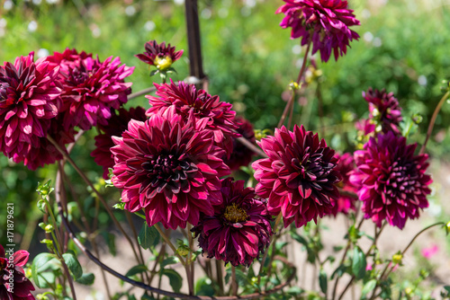 Fototapeta Naklejka Na Ścianę i Meble -  Dahlias

