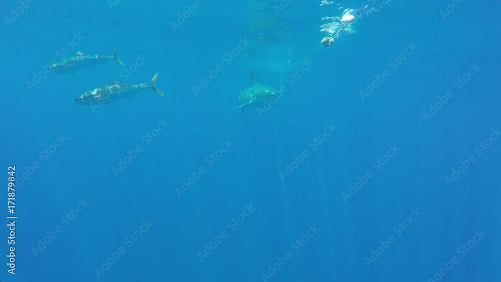 Great white shark swims after bait, Fiji