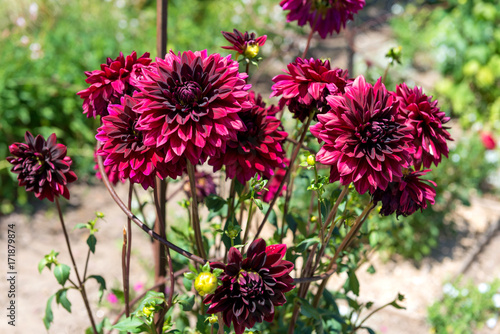 Fototapeta Naklejka Na Ścianę i Meble -  Dahlias

