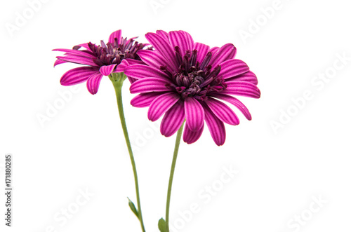 daisy flower isolated