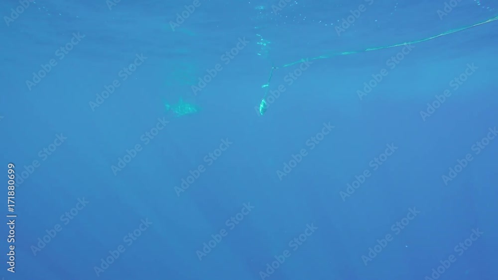 Great white in distance swims past bait on lure Great white in distance swims past bait on lure