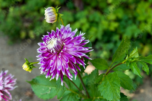 Fototapeta Naklejka Na Ścianę i Meble -  Dahlias

