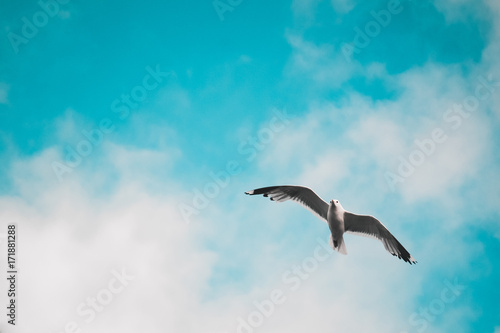 Bird hovering in the sky © Nick Belozerov