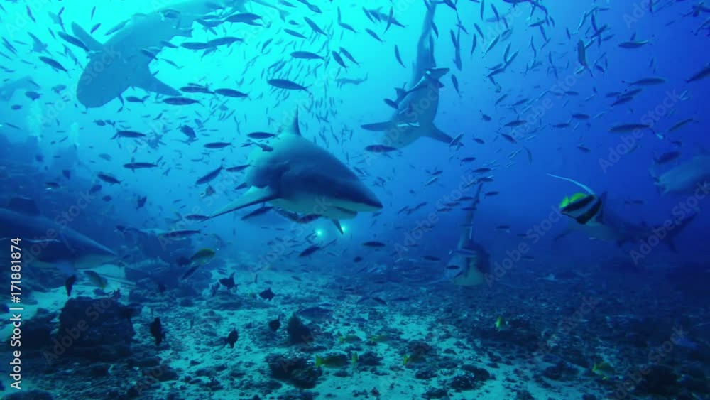 Sharks swim under bait bin in Fiji, underwater POV Sharks swim under bait bin in Fiji, underwater POV
