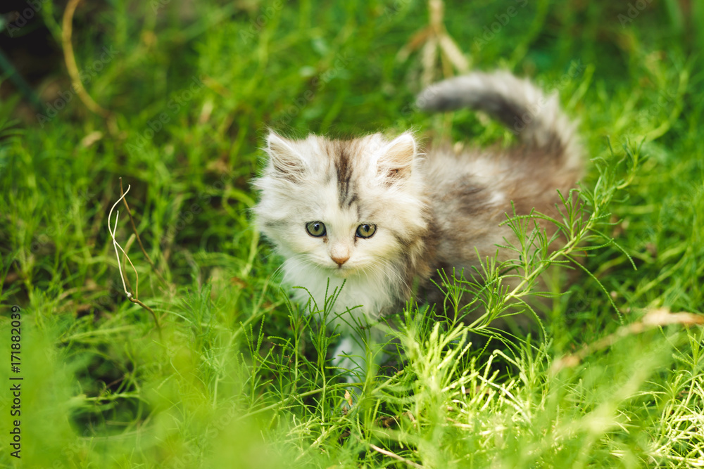 Cat. The kitten plays. Fluffy gray cat, on a natural green background. An expressive muzzle.