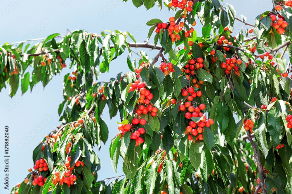 Sweet cherry berries on branches in garden on sunny day