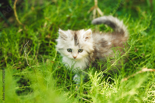 Cat. The kitten plays. Fluffy gray cat, on a natural green background. An expressive muzzle.