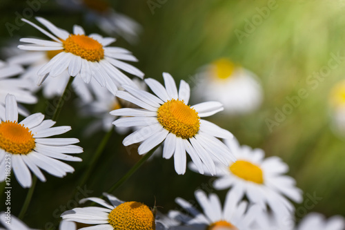 Daisies in a field in nature