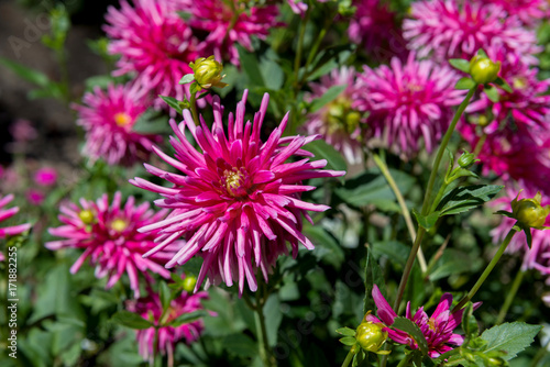 Fototapeta Naklejka Na Ścianę i Meble -  Dahlias

